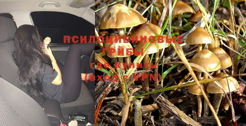 darknet состав  купить   Чистополь  Галлюциногенные грибы MAGIC MUSHROOMS 