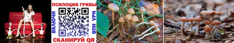 как найти наркотики Чистополь Галлюциногенные грибы MAGIC MUSHROOMS